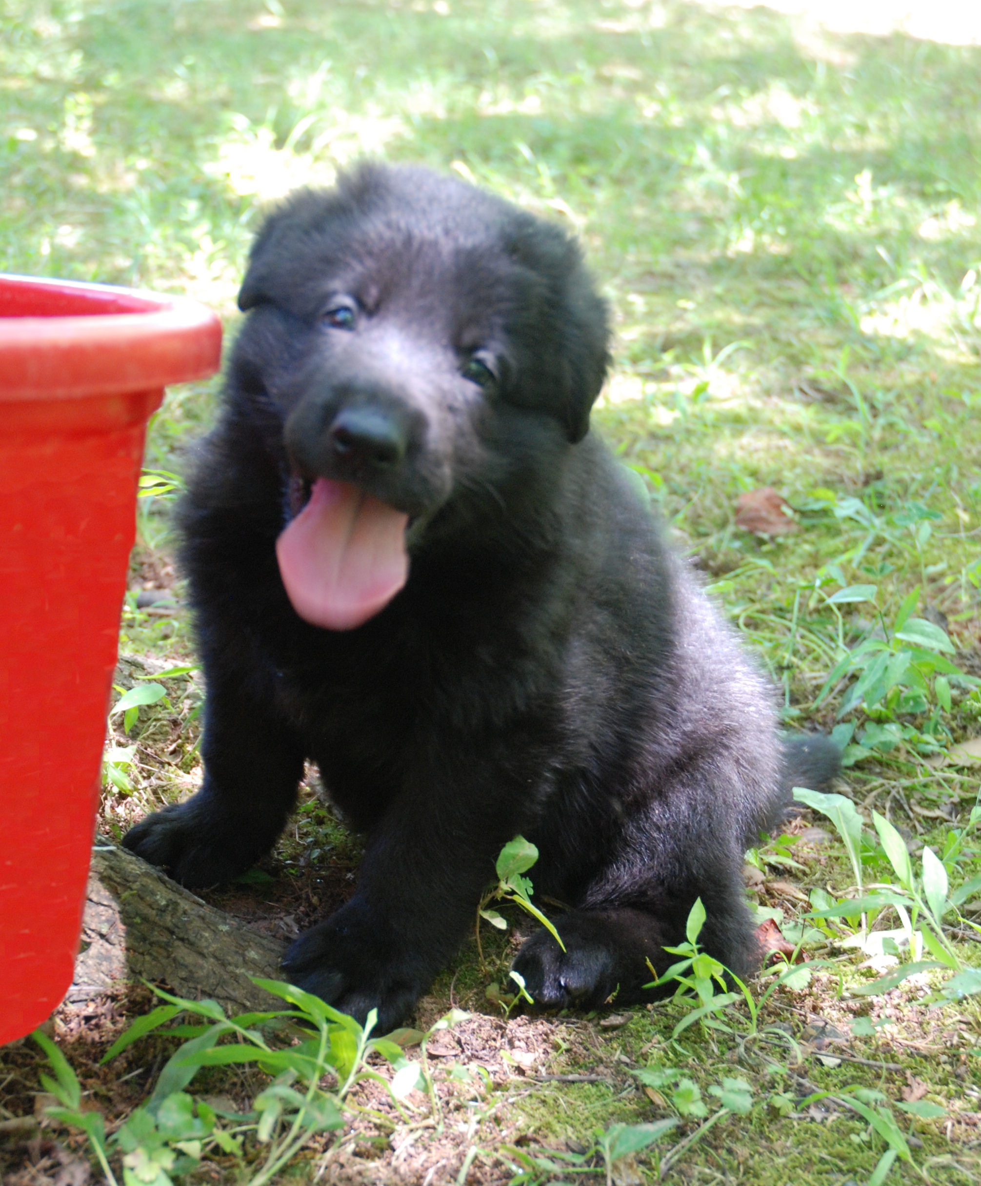 √√ Black German Shepherd Puppies For Sale In Sweden - Buy Puppy In Your ...