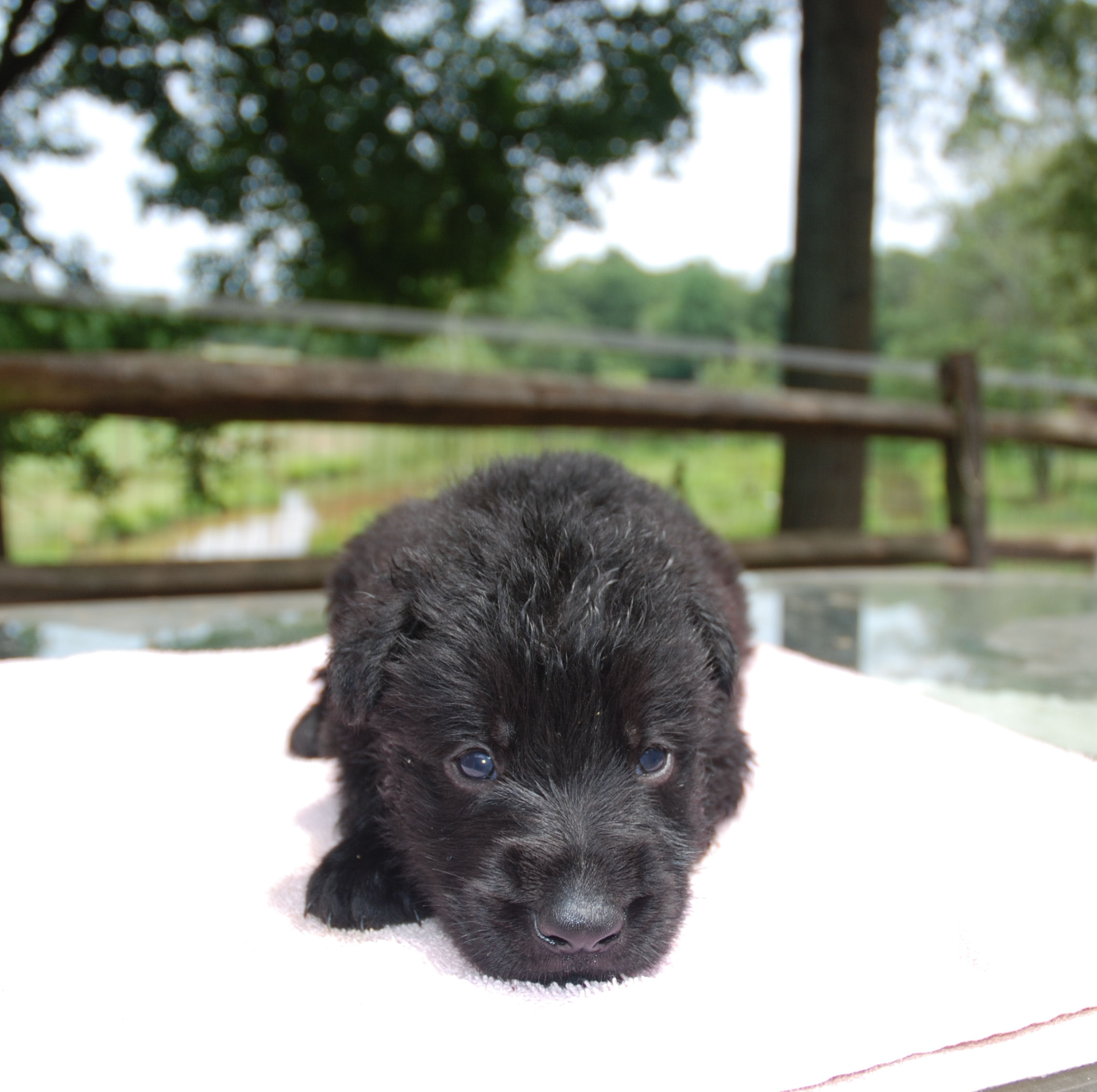 √√ Black German Shepherd Puppies For Sale In Sweden - Buy Puppy In Your ...